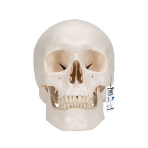 Модели черепа человека