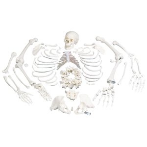 Разборные модели скелета