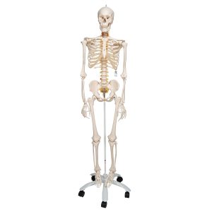 Модели скелетов