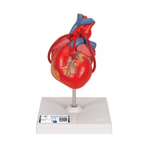 Модели сердца и сосудистой системы