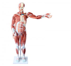 Модели мускулатуры человека