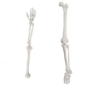 Скелетные конечности