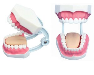 Модели зубов