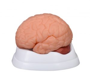 Модели мозга человека