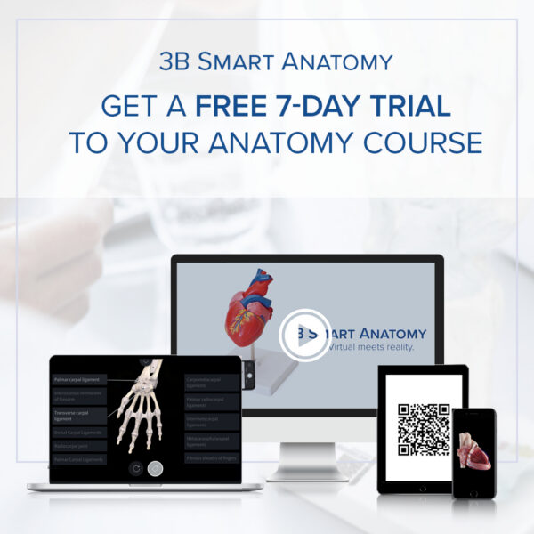 Модель шейного отдела позвоночника - 3B Smart Anatomy — изображение 8