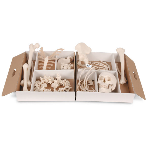 Модель половины скелета, разобранная - 3B Smart Anatomy
