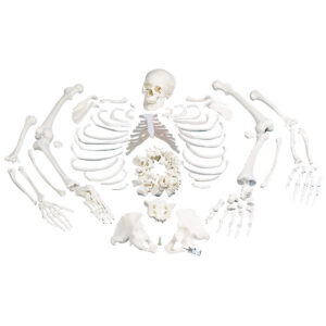 Модель целого скелета, разобранная, с черепом из 3 частей - 3B Smart Anatomy