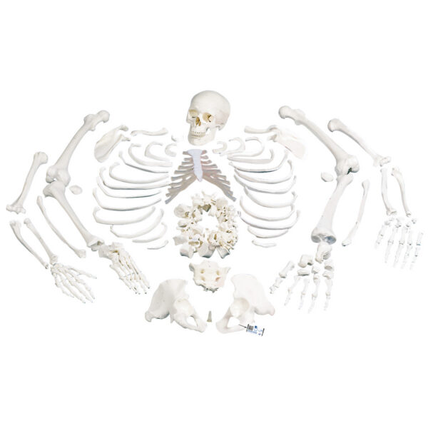 Модель целого скелета, разобранная, с черепом из 3 частей - 3B Smart Anatomy