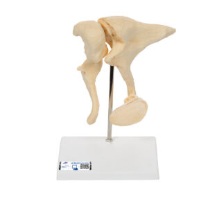 Набор слуховых косточек, 20-кратное увеличение, материал BONElike™ - 3B Smart Anatomy