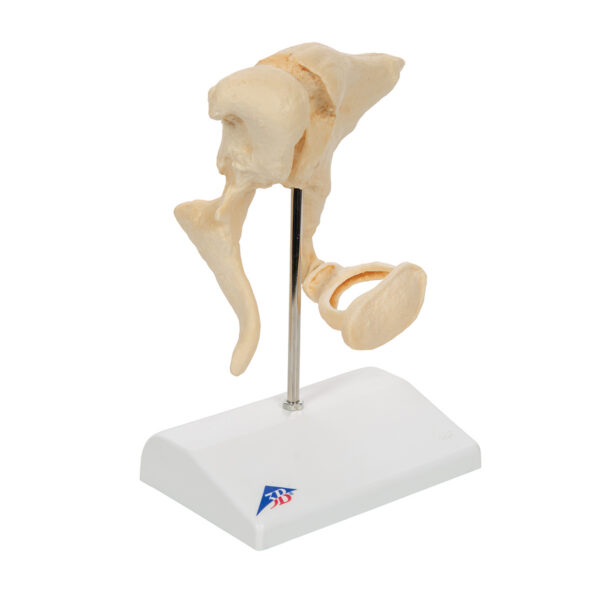 Набор слуховых косточек, 20-кратное увеличение, материал BONElike™ - 3B Smart Anatomy — изображение 3