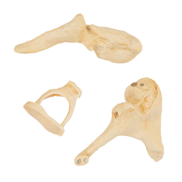 Набор слуховых косточек, 20-кратное увеличение, материал BONElike™ - 3B Smart Anatomy — изображение 4