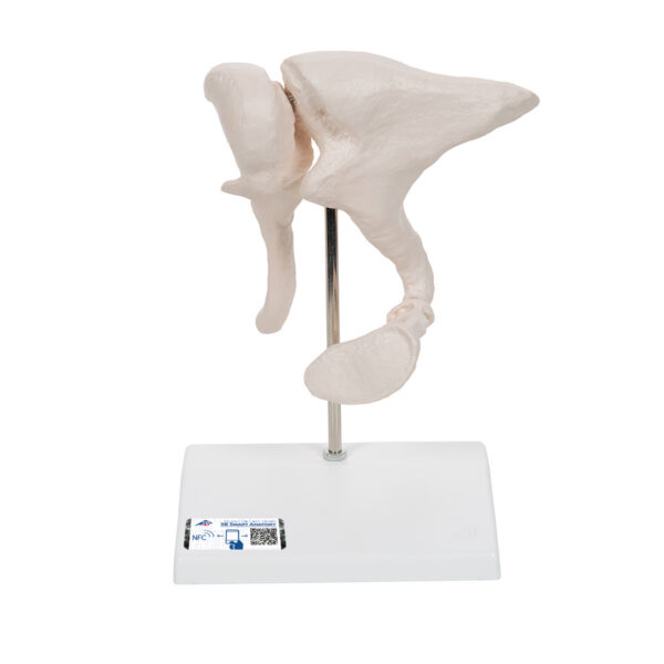 Набор слуховых косточек, 20-кратное увеличение - 3B Smart Anatomy
