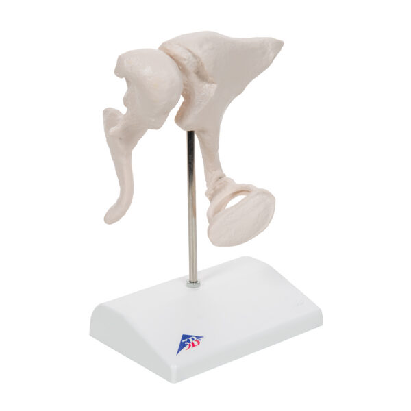 Набор слуховых косточек, 20-кратное увеличение - 3B Smart Anatomy — изображение 2
