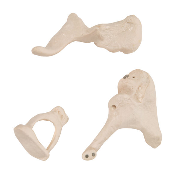 Набор слуховых косточек, 20-кратное увеличение - 3B Smart Anatomy — изображение 3