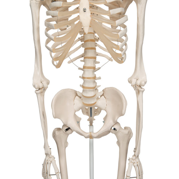Модель скелета «Stan», на 5-рожковой роликовой стойке - 3B Smart Anatomy — изображение 6