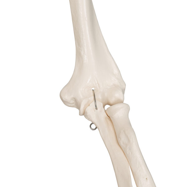 Модель скелета «Stan», на 5-рожковой роликовой стойке - 3B Smart Anatomy — изображение 5