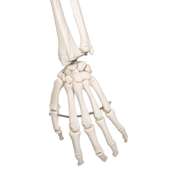 Модель скелета «Stan», на 5-рожковой роликовой стойке - 3B Smart Anatomy — изображение 4