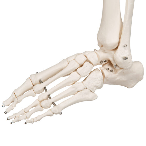 Модель скелета «Stan», на 5-рожковой роликовой стойке - 3B Smart Anatomy — изображение 7