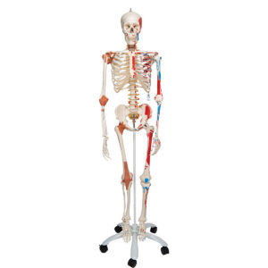 Модель скелета «Sam» класса «люкс», на 5-рожковой роликовой стойке - 3B Smart Anatomy
