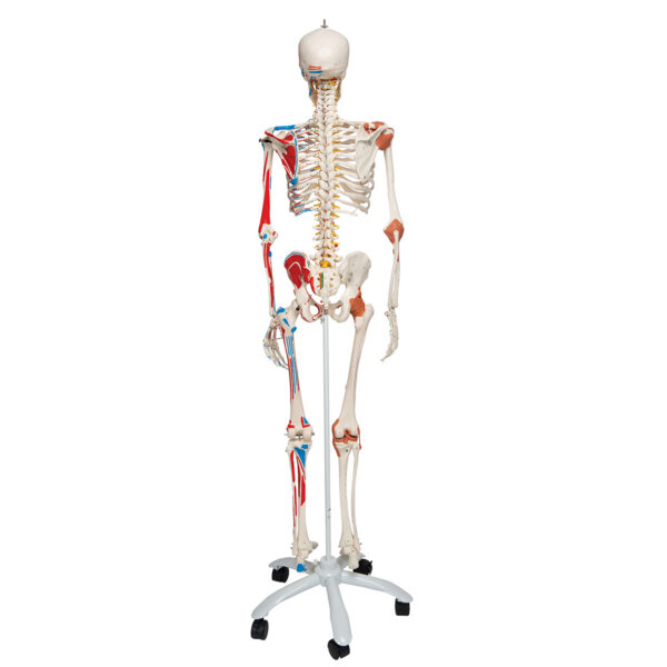 Модель скелета «Sam» класса «люкс», на 5-рожковой роликовой стойке - 3B Smart Anatomy — изображение 2
