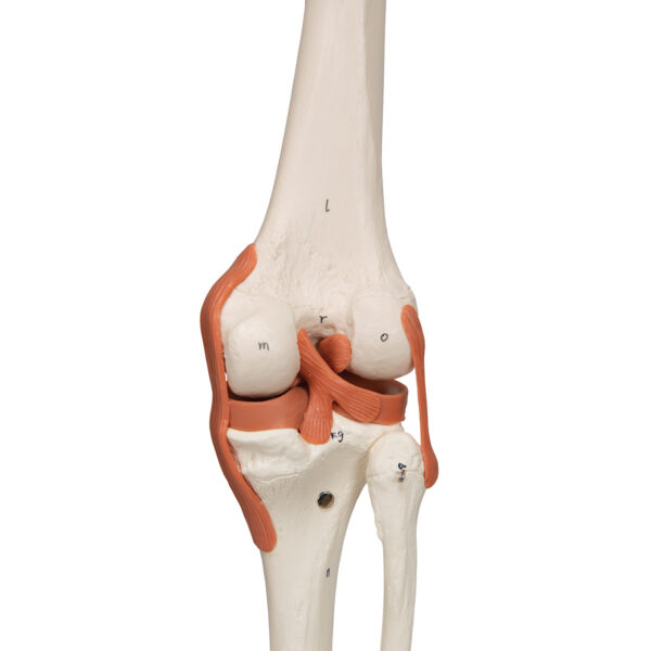 Модель скелета «Sam» класса «люкс», на 5-рожковой роликовой стойке - 3B Smart Anatomy — изображение 4