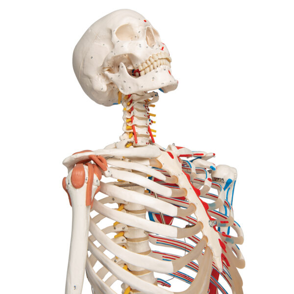 Модель скелета «Sam» класса «люкс», на 5-рожковой роликовой стойке - 3B Smart Anatomy — изображение 5