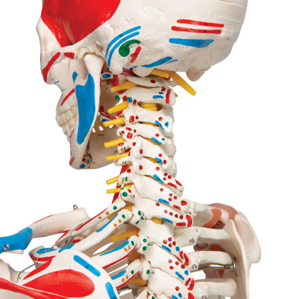 Модель скелета «Sam» класса «люкс», на 5-рожковой роликовой стойке - 3B Smart Anatomy — изображение 6