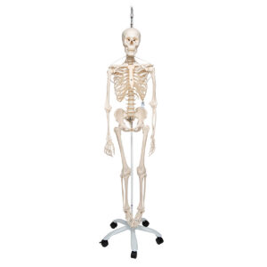 Функциональная модель скелета «Frank», подвешиваемая на роликовой стойке - 3B Smart Anatomy