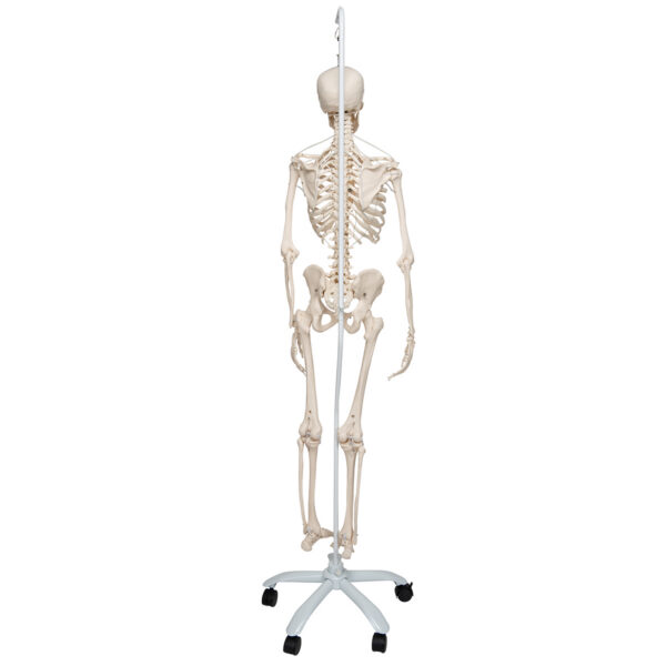 Функциональная модель скелета «Frank», подвешиваемая на роликовой стойке - 3B Smart Anatomy — изображение 2