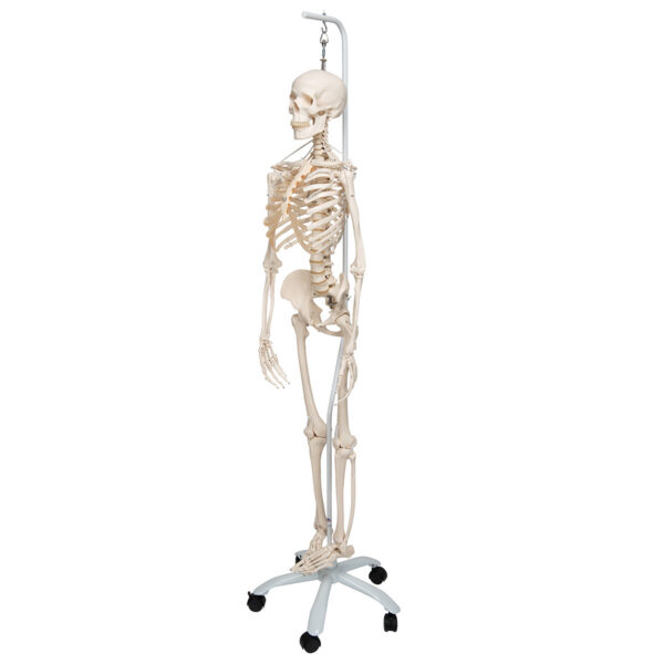 Функциональная модель скелета «Frank», подвешиваемая на роликовой стойке - 3B Smart Anatomy — изображение 3