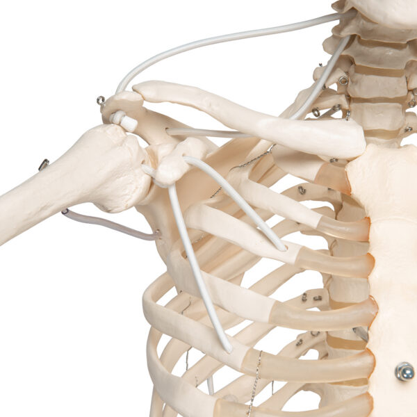 Функциональная модель скелета «Frank», подвешиваемая на роликовой стойке - 3B Smart Anatomy — изображение 4