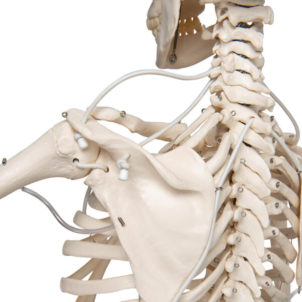 Функциональная модель скелета «Frank», подвешиваемая на роликовой стойке - 3B Smart Anatomy — изображение 5