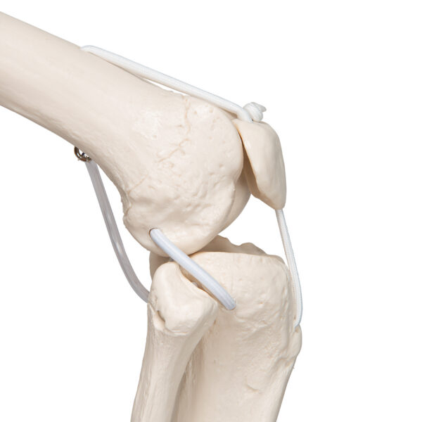 Функциональная модель скелета «Frank», подвешиваемая на роликовой стойке - 3B Smart Anatomy — изображение 6