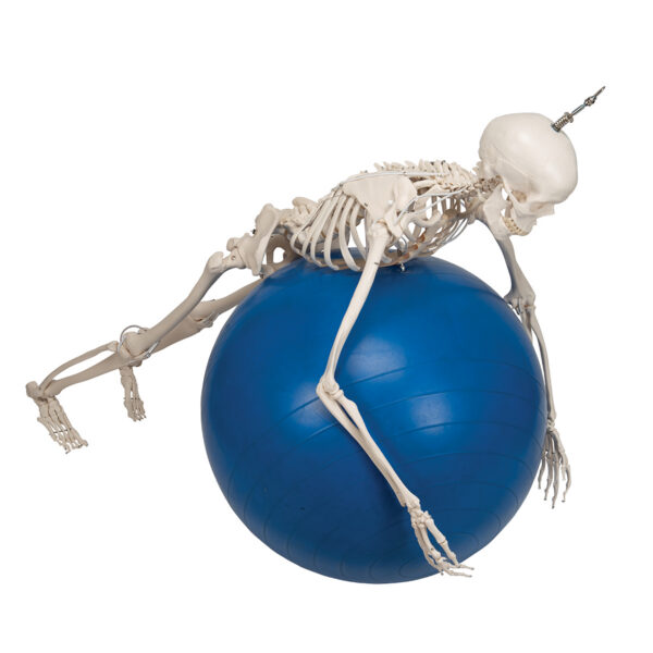 Функциональная модель скелета «Frank», подвешиваемая на роликовой стойке - 3B Smart Anatomy — изображение 7