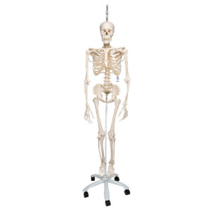Физиологическая модель скелета «Phil», подвешиваемая на роликовой стойке - 3B Smart Anatomy