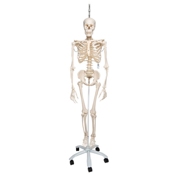Физиологическая модель скелета «Phil», подвешиваемая на роликовой стойке - 3B Smart Anatomy