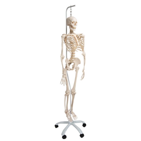 Физиологическая модель скелета «Phil», подвешиваемая на роликовой стойке - 3B Smart Anatomy — изображение 2