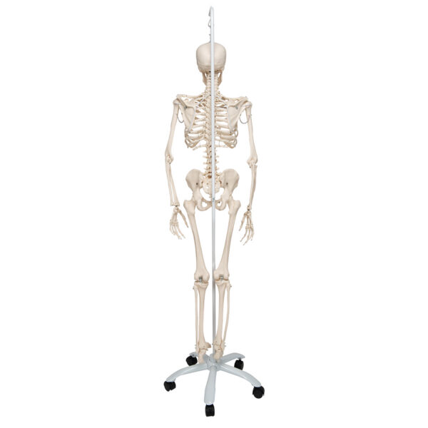 Физиологическая модель скелета «Phil», подвешиваемая на роликовой стойке - 3B Smart Anatomy — изображение 3