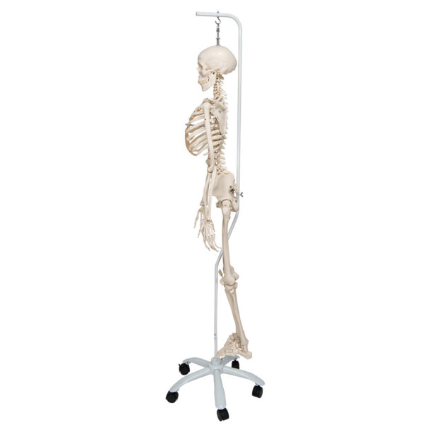 Физиологическая модель скелета «Phil», подвешиваемая на роликовой стойке - 3B Smart Anatomy — изображение 4