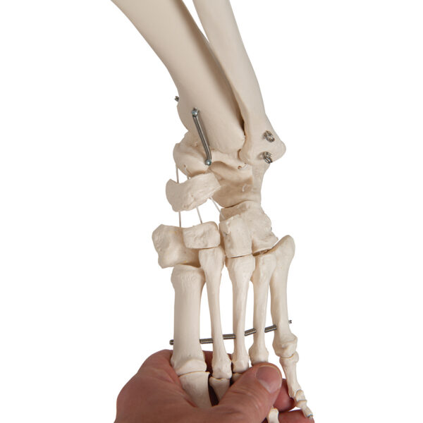 Физиологическая модель скелета «Phil», подвешиваемая на роликовой стойке - 3B Smart Anatomy — изображение 5
