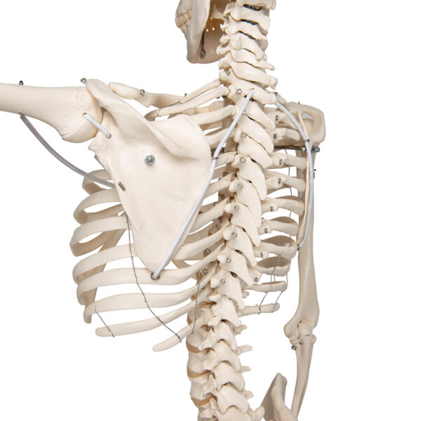 Физиологическая модель скелета «Phil», подвешиваемая на роликовой стойке - 3B Smart Anatomy — изображение 6