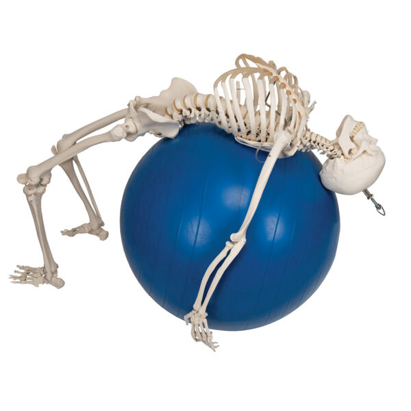 Физиологическая модель скелета «Phil», подвешиваемая на роликовой стойке - 3B Smart Anatomy — изображение 7