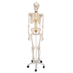 Модель гибкого скелета «Fred» класса «люкс», на 5-рожковой роликовой стойке - 3B Smart Anatomy
