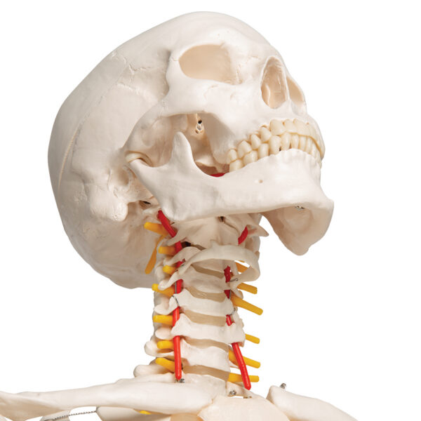 Модель гибкого скелета «Fred» класса «люкс», на 5-рожковой роликовой стойке - 3B Smart Anatomy — изображение 3