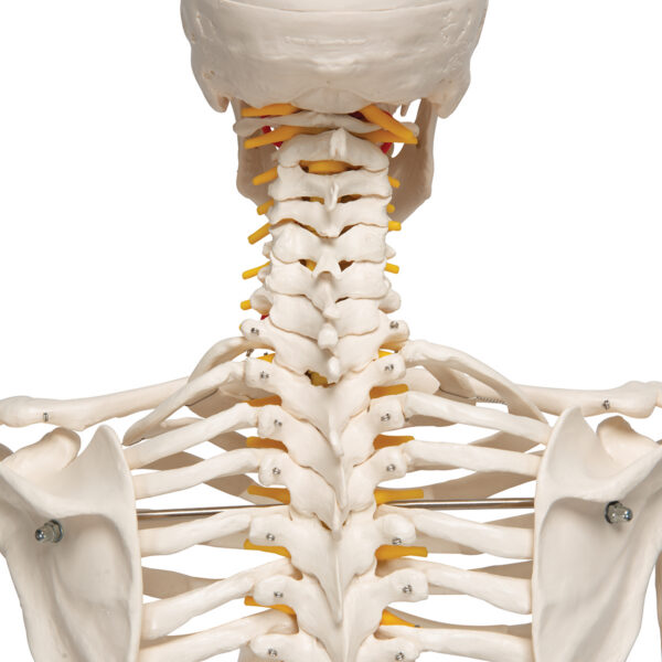 Модель гибкого скелета «Fred» класса «люкс», на 5-рожковой роликовой стойке - 3B Smart Anatomy — изображение 2