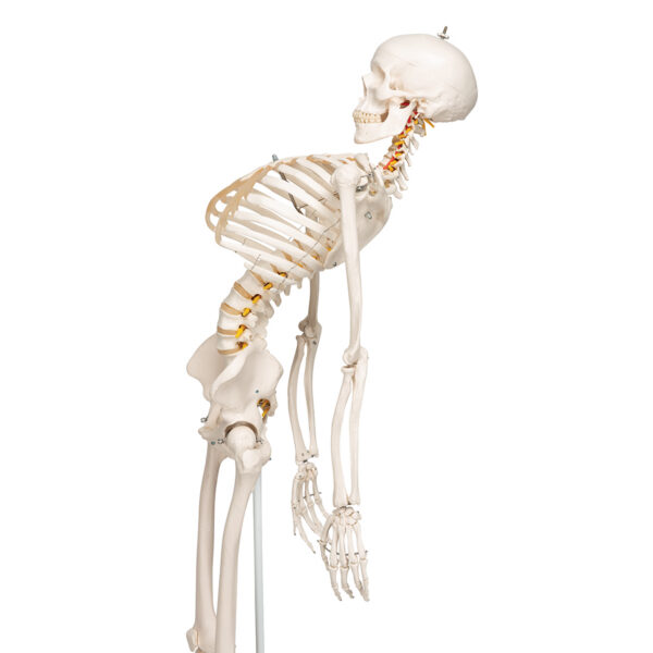 Модель гибкого скелета «Fred» класса «люкс», на 5-рожковой роликовой стойке - 3B Smart Anatomy — изображение 4