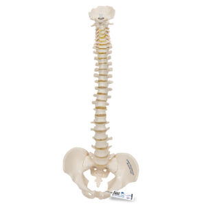Модель эластичного мини-позвоночника - 3B Smart Anatomy