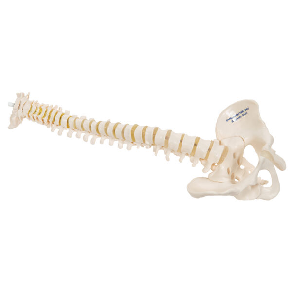 Модель эластичного мини-позвоночника - 3B Smart Anatomy — изображение 4