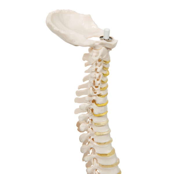 Модель эластичного мини-позвоночника - 3B Smart Anatomy — изображение 3