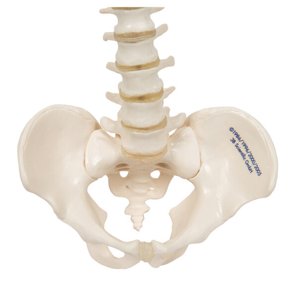 Модель эластичного мини-позвоночника - 3B Smart Anatomy — изображение 2